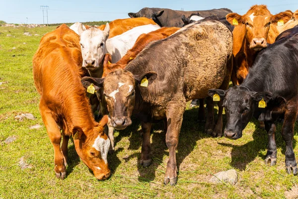 Bir sürü farklı, güzel ve komik inek yeşil bir tarlada otlakta, otları yiyor, ilginç bir şekilde. 