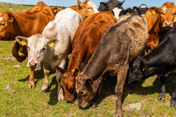 Bir sürü farklı, güzel ve komik inek yeşil bir tarlada otlakta, otları yiyor, ilginç bir şekilde. 