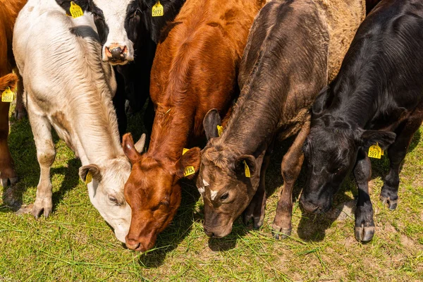 Bir sürü farklı, güzel ve komik inek yeşil bir tarlada otlakta, otları yiyor, ilginç bir şekilde. 