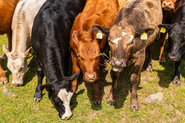 Bir sürü farklı, güzel ve komik inek yeşil bir tarlada otlakta, otları yiyor, ilginç bir şekilde. 