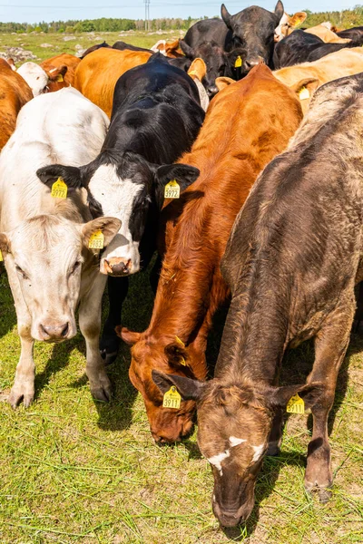 Bir sürü farklı, güzel ve komik inek yeşil bir tarlada otlakta, otları yiyor, ilginç bir şekilde. 