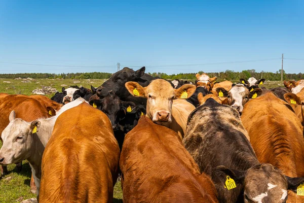 Bir sürü farklı, güzel ve komik inek yeşil bir tarlada otlakta, otları yiyor, ilginç bir şekilde. 