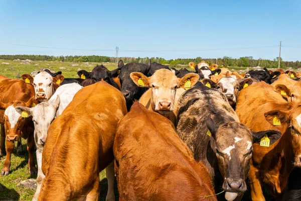 Bir sürü farklı, güzel ve komik inek yeşil bir tarlada otlakta, otları yiyor, ilginç bir şekilde. 