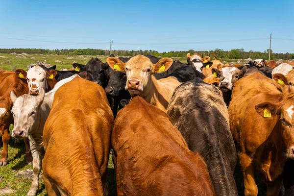 Bir sürü farklı, güzel ve komik inek yeşil bir tarlada otlakta, otları yiyor, ilginç bir şekilde. 