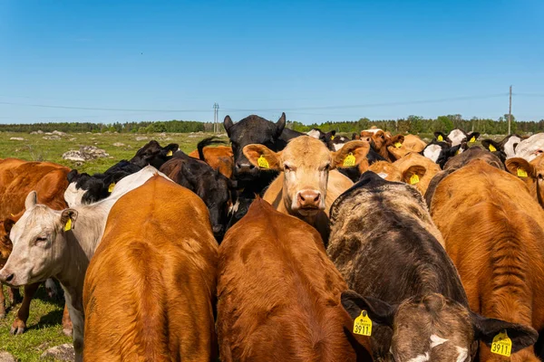 Bir sürü farklı, güzel ve komik inek yeşil bir tarlada otlakta, otları yiyor, ilginç bir şekilde. 