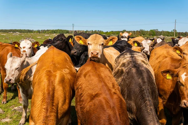 Bir sürü farklı, güzel ve komik inek yeşil bir tarlada otlakta, otları yiyor, ilginç bir şekilde. 