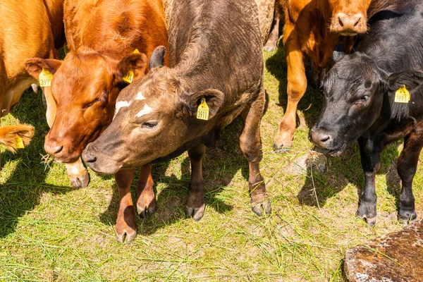 Bir sürü farklı, güzel ve komik inek yeşil bir tarlada otlakta, otları yiyor, ilginç bir şekilde. 