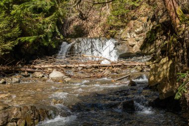 Biraz soğuk ve karlı bir dere, ormandaki vahşi doğada dere, açık havada