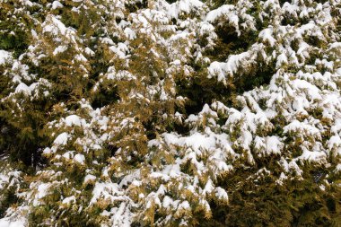 Güzel karlı orman, ağaçlar ve yapraklar karla kaplı, vahşi doğa