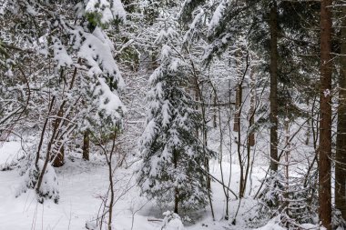 Güzel karlı orman, ağaçlar ve yapraklar karla kaplı, vahşi doğa