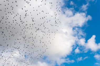 Many black birds, a flock of birds in blue sky