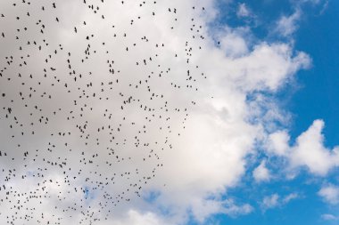 Many black birds, a flock of birds in blue sky
