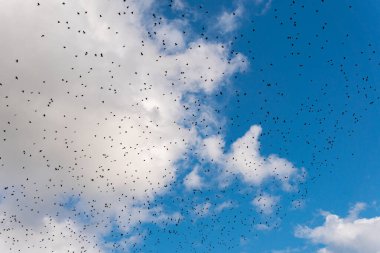 Many black birds, a flock of birds in blue sky