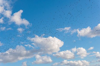 Many black birds, a flock of birds in blue sky