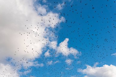 Many black birds, a flock of birds in blue sky