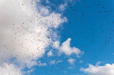 Many black birds, a flock of birds in blue sky