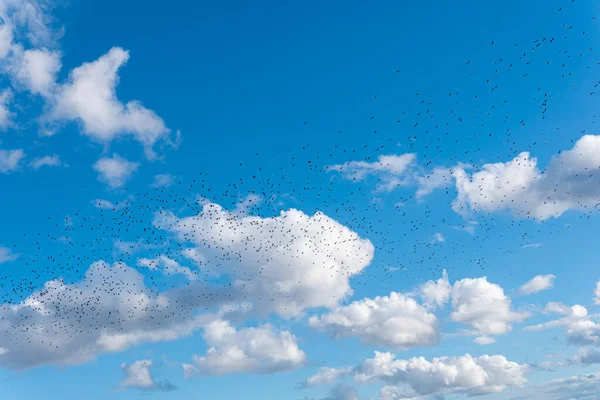 Many black birds, a flock of birds in blue sky
