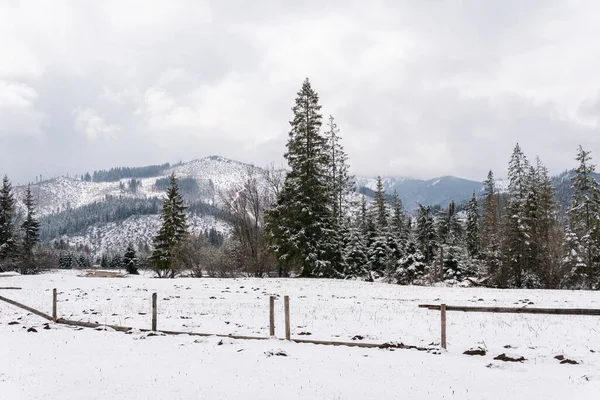 Breathtaking view on snowy mountains, Christmas trees. Beautiful snowy landscape.