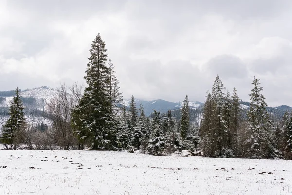 Breathtaking view on snowy mountains, Christmas trees. Beautiful snowy landscape.