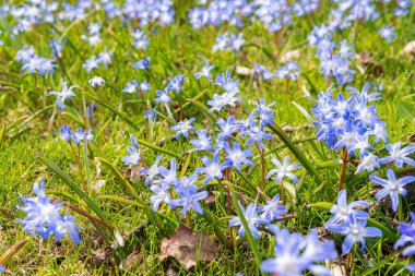 Tiny little blue flowers in grass on a sunny day. Beautiful flowers growing outdoors.