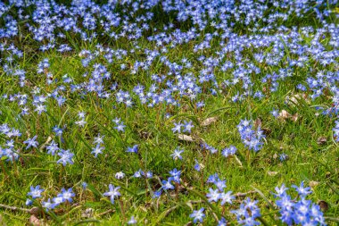 Tiny little blue flowers in grass on a sunny day. Beautiful flowers growing outdoors.