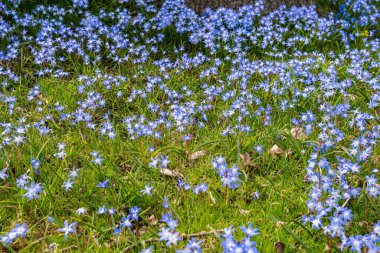 Tiny little blue flowers in grass on a sunny day. Beautiful flowers growing outdoors.