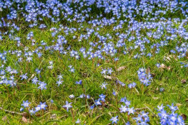 Tiny little blue flowers in grass on a sunny day. Beautiful flowers growing outdoors.