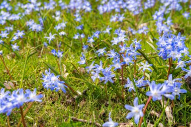 Tiny little blue flowers in grass on a sunny day. Beautiful flowers growing outdoors.