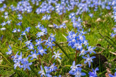 Tiny little blue flowers in grass on a sunny day. Beautiful flowers growing outdoors.