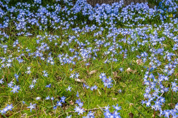 Tiny little blue flowers in grass on a sunny day. Beautiful flowers growing outdoors.