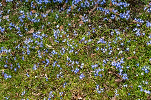 Tiny little blue flowers in grass on a sunny day. Beautiful flowers growing outdoors.