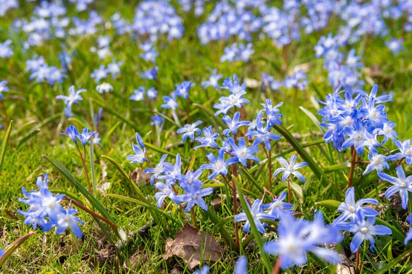 Tiny little blue flowers in grass on a sunny day. Beautiful flowers growing outdoors.