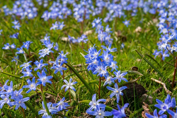 Tiny little blue flowers in grass on a sunny day. Beautiful flowers growing outdoors.