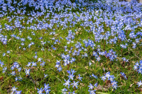 Tiny little blue flowers in grass on a sunny day. Beautiful flowers growing outdoors.