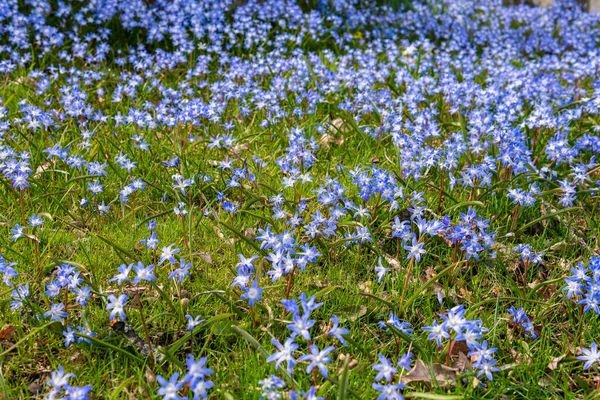 Tiny Little Blue Flowers Grass Sunny Day Beautiful Flowers Growing — Stock Photo, Image