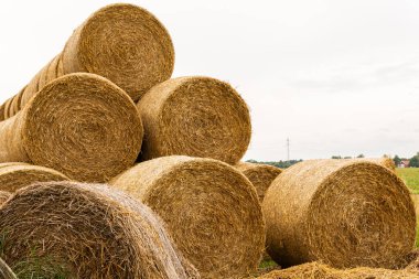 Many haystacks, blocks of hay, bales, stack of hay, rectangular bales on the field