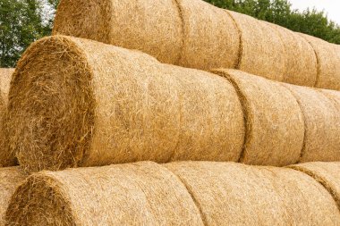 Many haystacks, blocks of hay, bales, stack of hay, rectangular bales on the field
