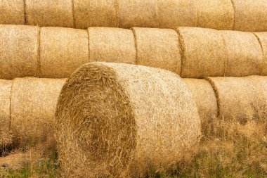 Many haystacks, blocks of hay, bales, stack of hay, rectangular bales on the field