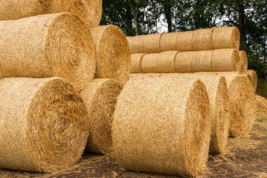 Many haystacks, blocks of hay, bales, stack of hay, rectangular bales on the field