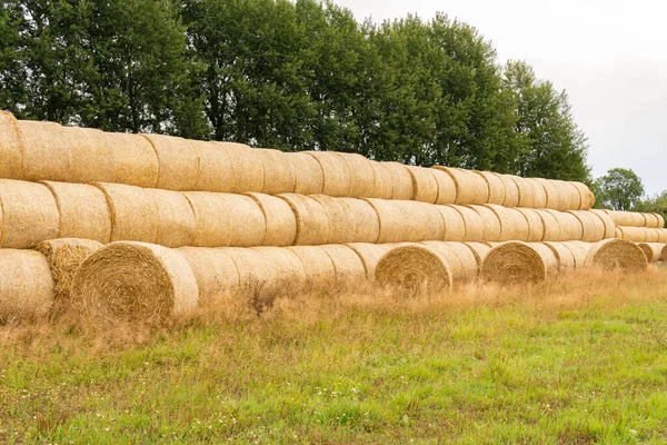 Many Haystacks Blocks Hay Bales Stack Hay Rectangular Bales Field — Foto de Stock