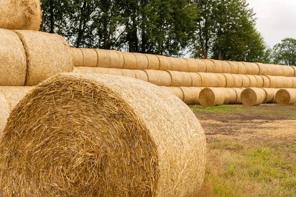 Many Haystacks Blocks Hay Bales Stack Hay Rectangular Bales Field — Foto de Stock