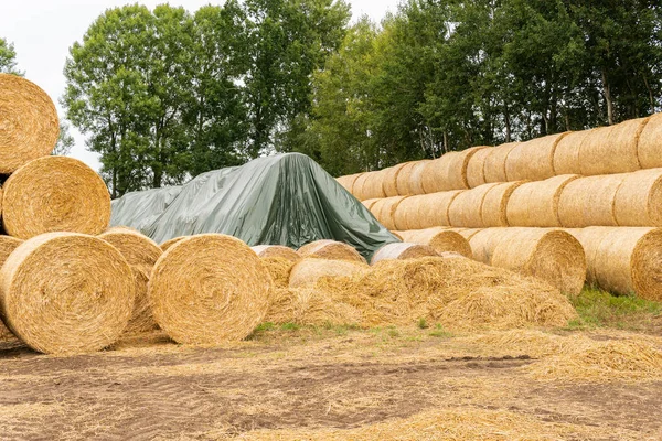 Many Haystacks Blocks Hay Bales Stack Hay Rectangular Bales Field — Foto de Stock