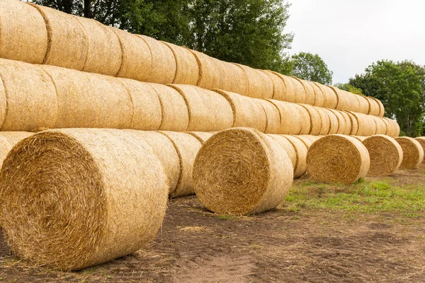 Many Haystacks Blocks Hay Bales Stack Hay Rectangular Bales Field — Stock Photo, Image