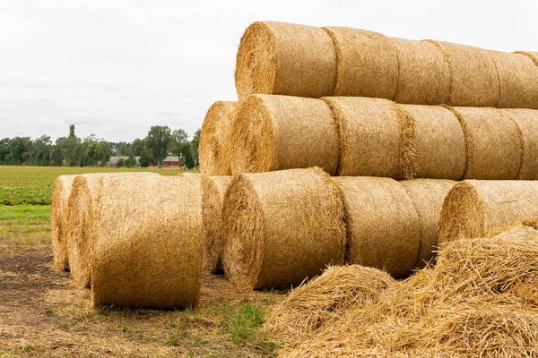 Many Haystacks Blocks Hay Bales Stack Hay Rectangular Bales Field — Stockfoto