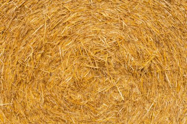 Many haystacks, blocks of hay, bales, stack of hay, rectangular bales on the field
