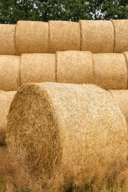Many haystacks, blocks of hay, bales, stack of hay, rectangular bales on the field