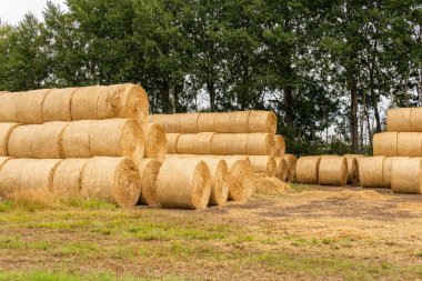 Many haystacks, blocks of hay, bales, stack of hay, rectangular bales on the field
