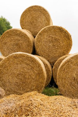 Many haystacks, blocks of hay, bales, stack of hay, rectangular bales on the field