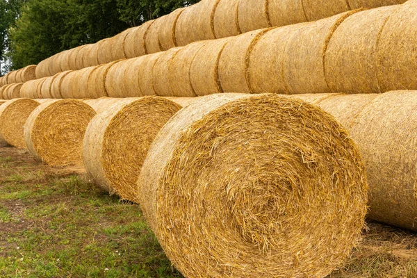 Many Haystacks Blocks Hay Bales Stack Hay Rectangular Bales Field — Foto Stock