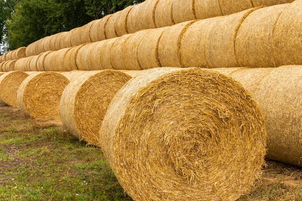 Many Haystacks Blocks Hay Bales Stack Hay Rectangular Bales Field — Stock Photo, Image